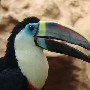 Ramphastos tucanus