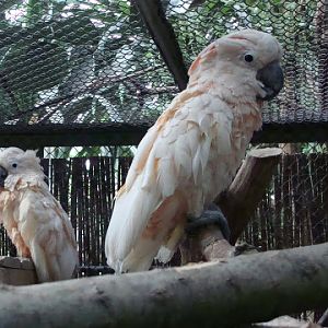 Cacatua moluccensis
