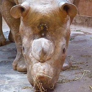 Black Rhino, Manyara. 3 April 2013