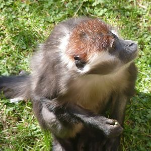 Cherry-Crowned Mangabey. 3 April 2013