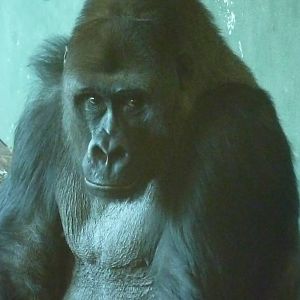 Gorilla, Pertinax. 3 April 2013