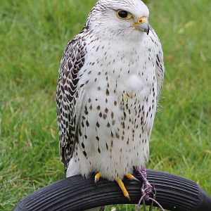 gyr falcon ?