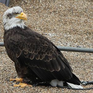 young bald eagle
