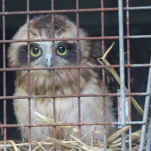 young owl in holding cage