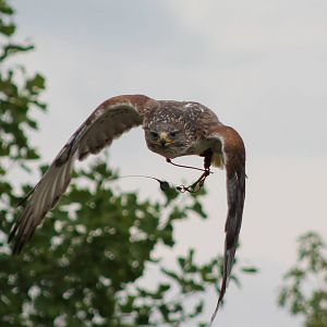 ferruginous hawk in the show