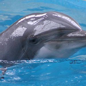 dolphin