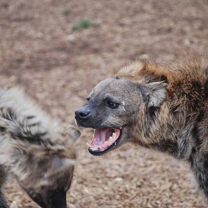Spotted hyaena altercation