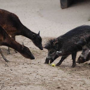 Philippine mixed-species