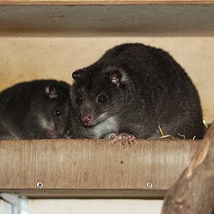 New Guinean ground cuscus