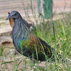 Nicobar pigeon / Caloenas nicobarica