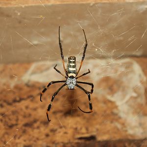 Unlabelled spider species