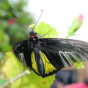 Golden birdwing