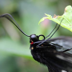 Golden birdwing