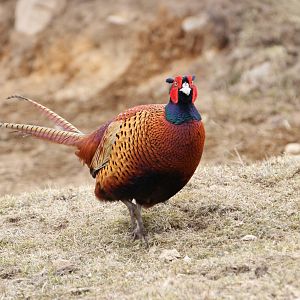 Pheasant