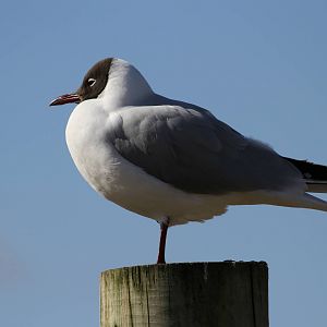 Other Birds Hanging Around HWP