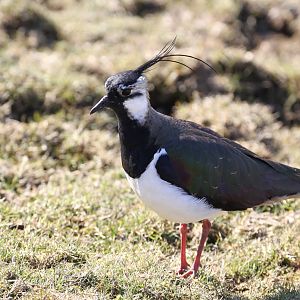Other Birds Hanging Around HWP