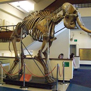 Indian elephant skeleton (Aberdeen zoology museum)