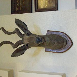Lesser kudu (Aberdeen zoology building)