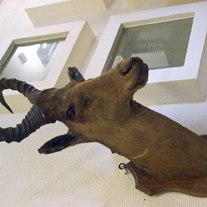 Jonathon's (?) hartebeest (Aberdeen zoology building)