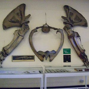 Blue whale limbs and pelvis (Aberdeen zoology building)