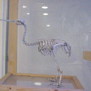 Kiwi skeleton (Aberdeen zoology building)