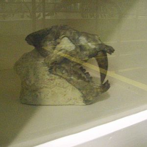Sabre-toothed cat skull (Aberdeen zoology building)