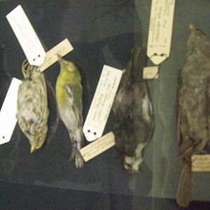 Audubon's birds