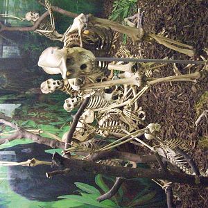 Great ape skeletons