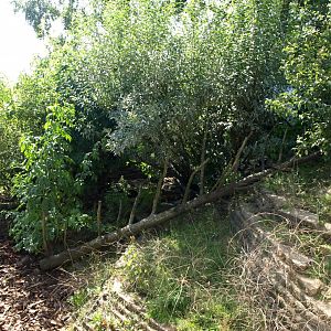 Givskud Zoo - Coati exhibit