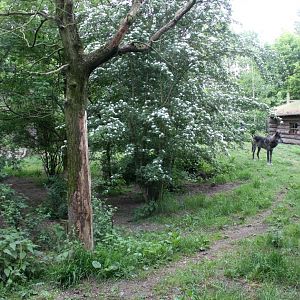 Givskud Zoo - Wolf Woods