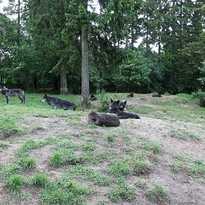 Givskud Zoo - Wolf Woods
