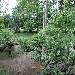 Givskud Zoo - Wolf Woods