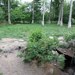 Givskud Zoo - Wolf Woods