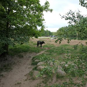 Givskud Zoo - Wolf Woods