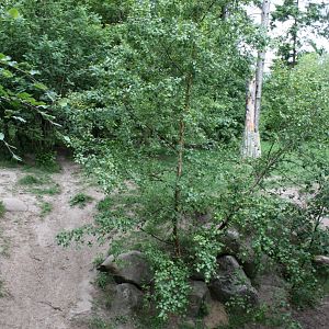 Givskud Zoo - Wolf Woods