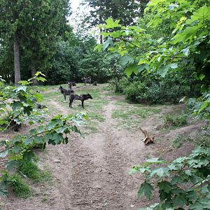 Givskud Zoo - Wolf Woods