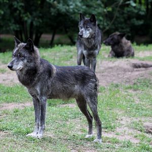 Givskud Zoo - Wolf Woods