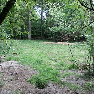 Givskud Zoo - Wolf Woods