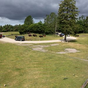 Givskud Zoo - North American prairie