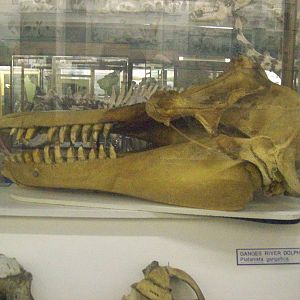 Killer whale skull (aberdeen zoology museum)
