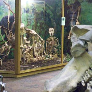 View of the great apes skeleton exhibit (Aberdeen zoology museum)