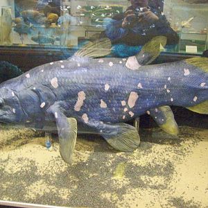 Coelacanth model (Aberdeen zoology museum)