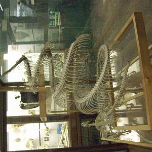skeleton of 'python sudae' (Aberdeen zoology museum)