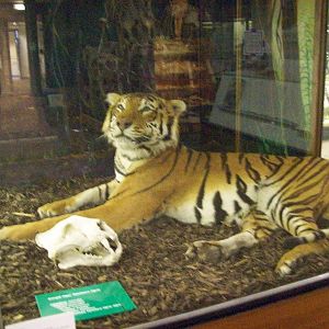 Bengal tiger taxidermy (Aberdeen zoology museum)