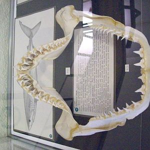 Jaws and illustration of porbeagle shark (Aberdeen zoology museum)