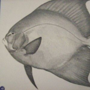 Illustration By guy harvey (aberdeen zoology museum)