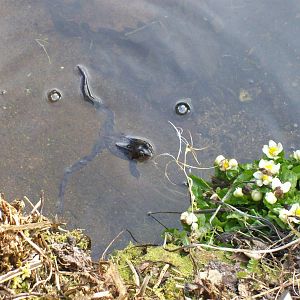 Common frog in the cruikshank botanics (Aberdeen zoology museum)