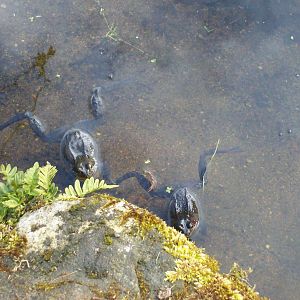 Common frog in the cruikshank botanics (Aberdeen zoology museum)