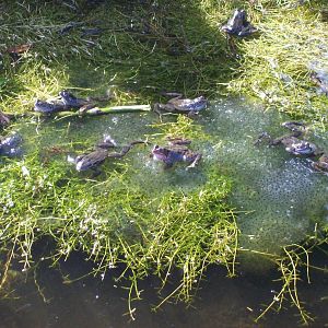 Common frog in the cruikshank botanics (Aberdeen zoology museum)