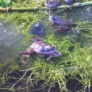 Common frog in the cruikshank botanics (Aberdeen zoology museum)